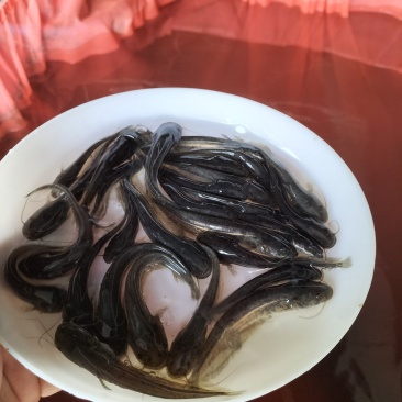 优质大口鲶鱼苗可过冬淡水鱼凶猛鱼鱼池养殖肉食性鱼苗可食用
