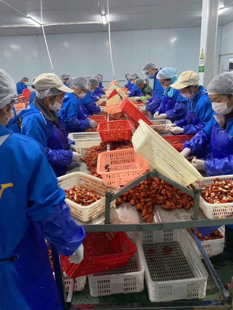 龙虾尾工厂原料成品交易中心一手货源全国发货