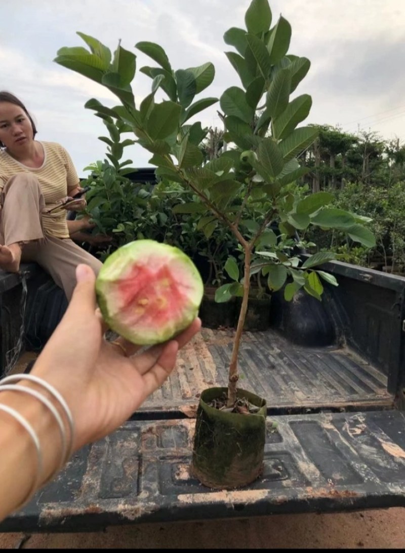 番石榴苗红宝石番石榴苗西瓜芭乐番石榴苗当年结果南北方可种
