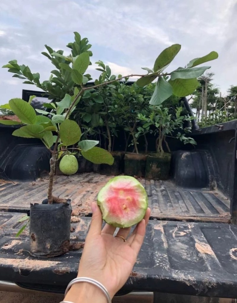 番石榴苗红宝石番石榴苗西瓜芭乐番石榴苗当年结果南北方可种