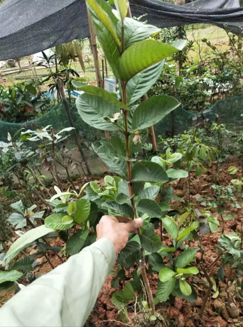 番石榴苗红宝石番石榴苗西瓜芭乐番石榴苗当年结果南北方可种