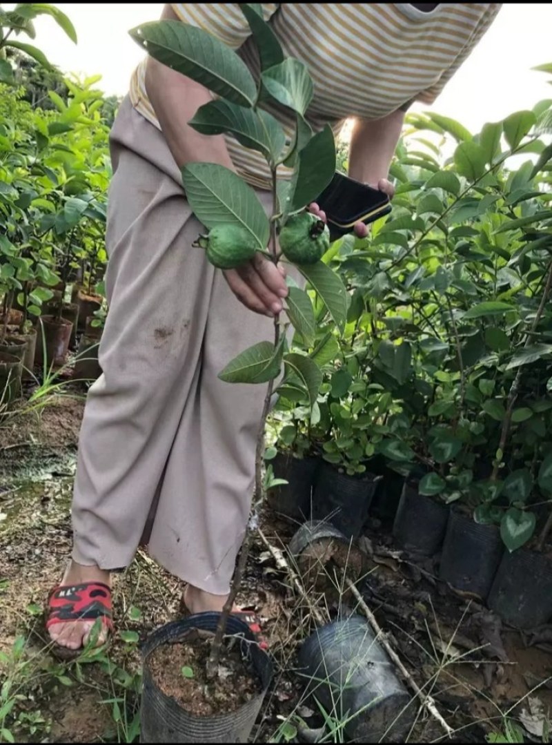 番石榴苗红宝石番石榴苗西瓜芭乐番石榴苗当年结果南北方可种