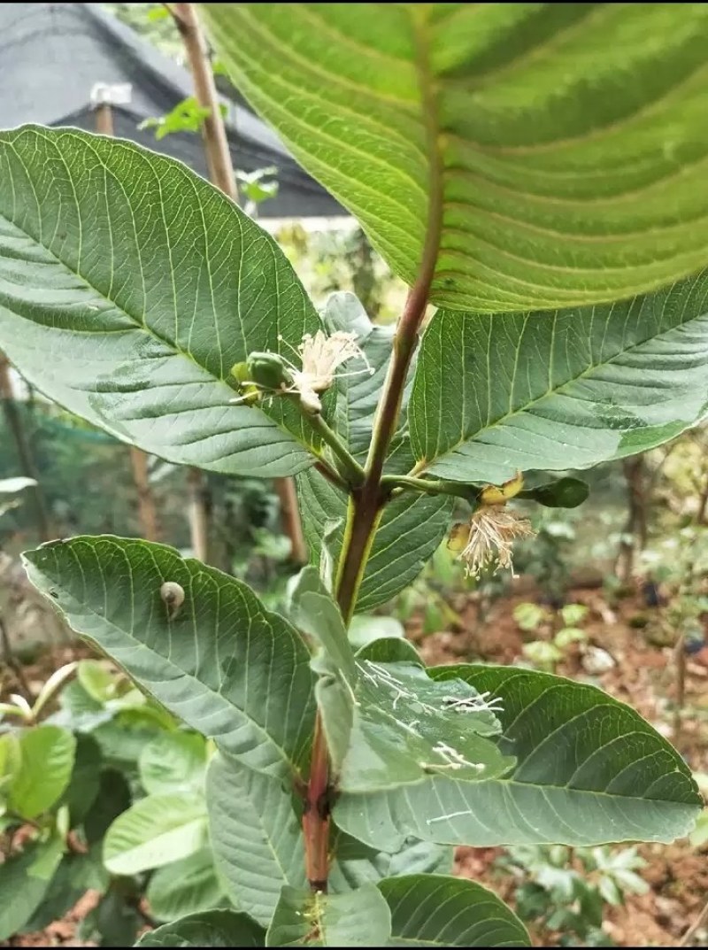 番石榴苗红宝石番石榴苗西瓜芭乐番石榴苗当年结果南北方可种