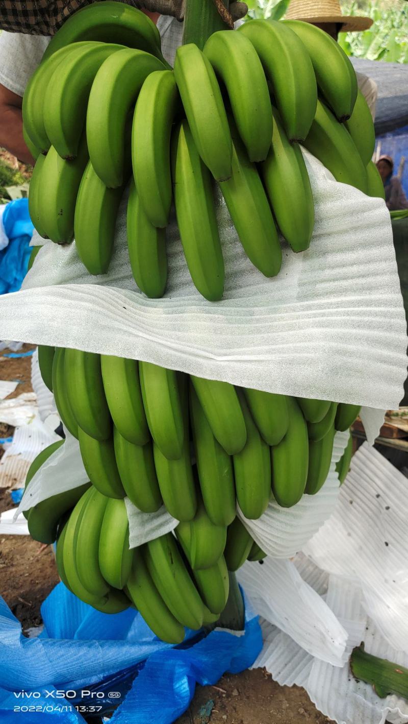 香蕉