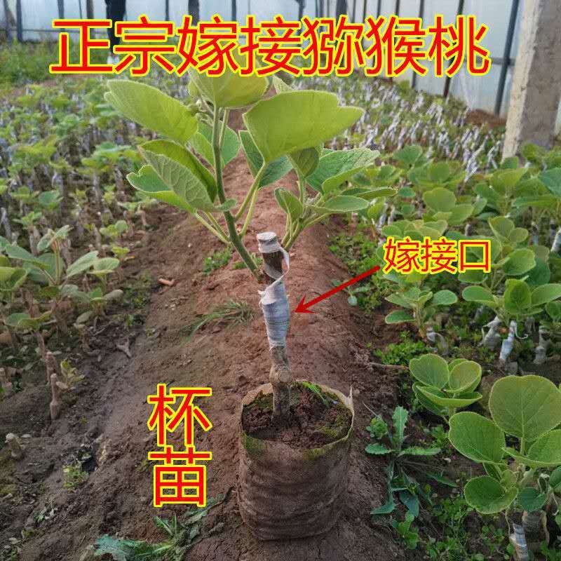 嫁接猕猴桃树苗软枣徐香红心黄心猕猴桃盆栽地栽三年挂果树苗