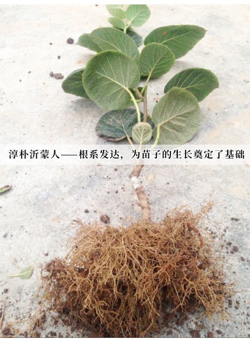 嫁接猕猴桃树苗软枣徐香红心黄心猕猴桃盆栽地栽三年挂果树苗