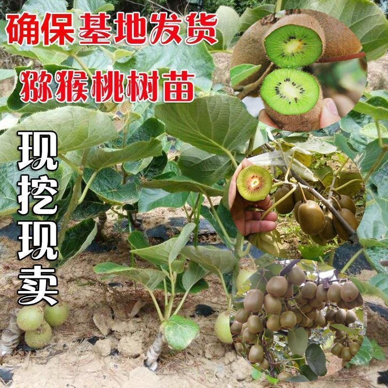 嫁接猕猴桃树苗软枣徐香红心黄心猕猴桃盆栽地栽三年挂果树苗
