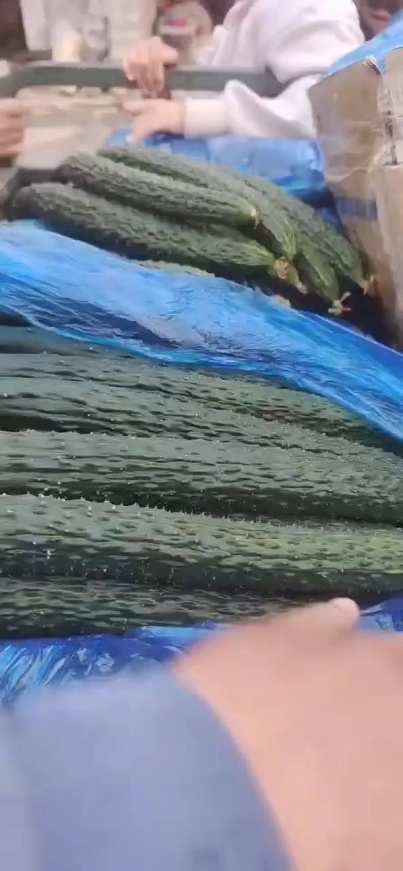 万亩密刺黄瓜，鲜花带刺22-25公分，货源充足