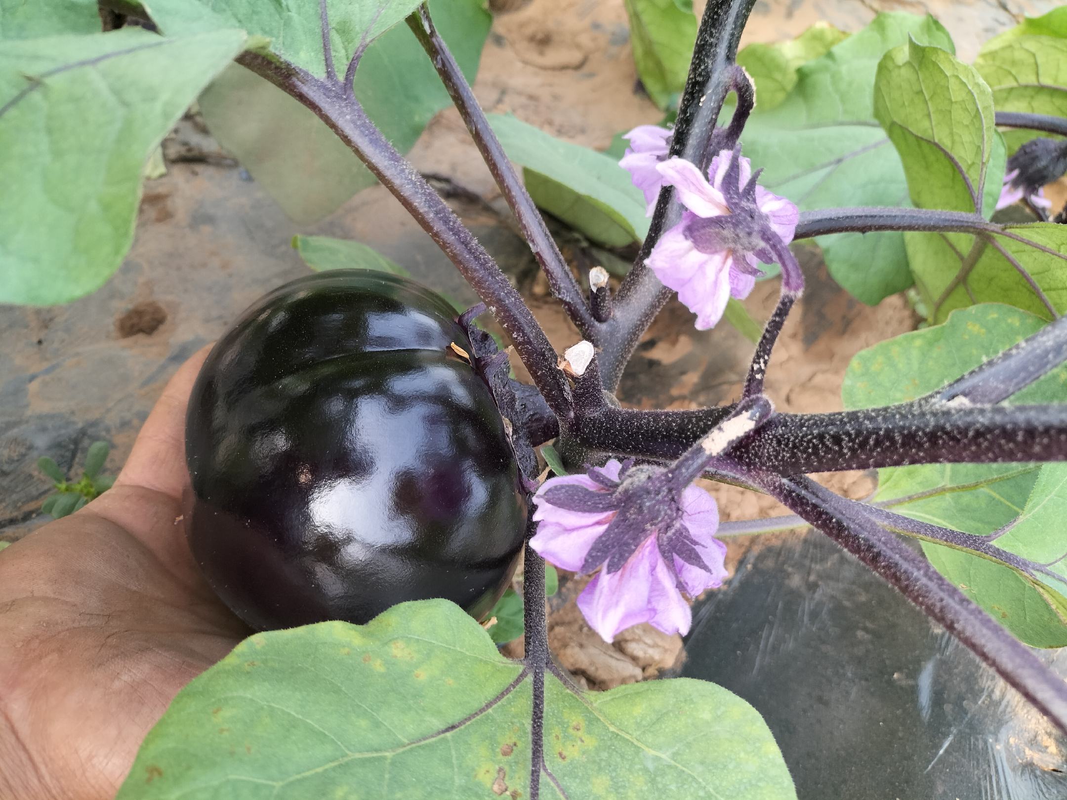 多年生茄子树结出的果实