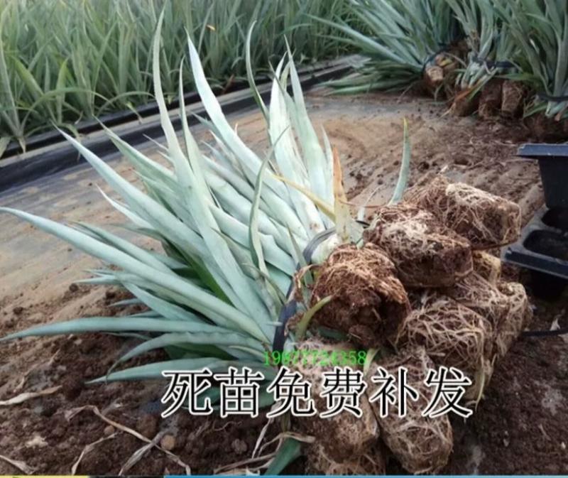 新品种22号凤梨菠萝苗品种包纯易管理当年可以结果包邮地菠
