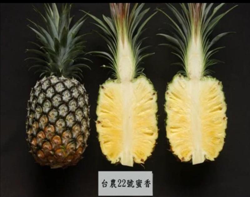 新品种22号凤梨菠萝苗品种包纯易管理当年可以结果包邮地菠