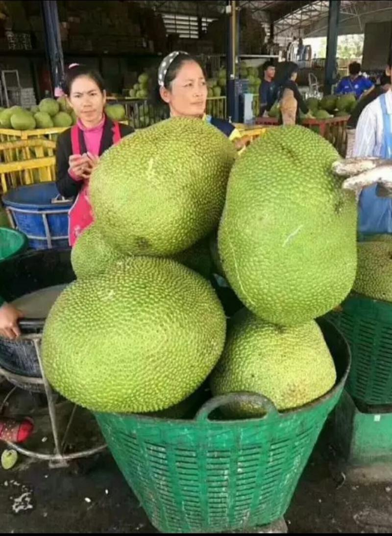 菠萝蜜树苗泰国红肉菠萝树苗马来西亚一号菠萝蜜树苗当年结果