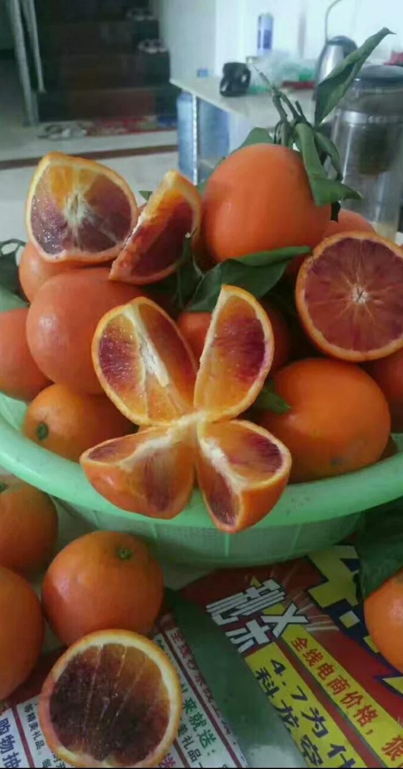 橙子苗新品种水果苗橙子树苗血橙树苗脐橙树苗绿橙树苗感
