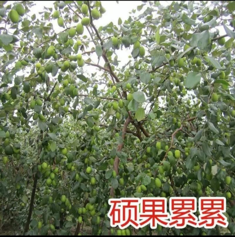 大青枣树苗台湾大青枣苗苹果枣苗品种优良当年结果品种有