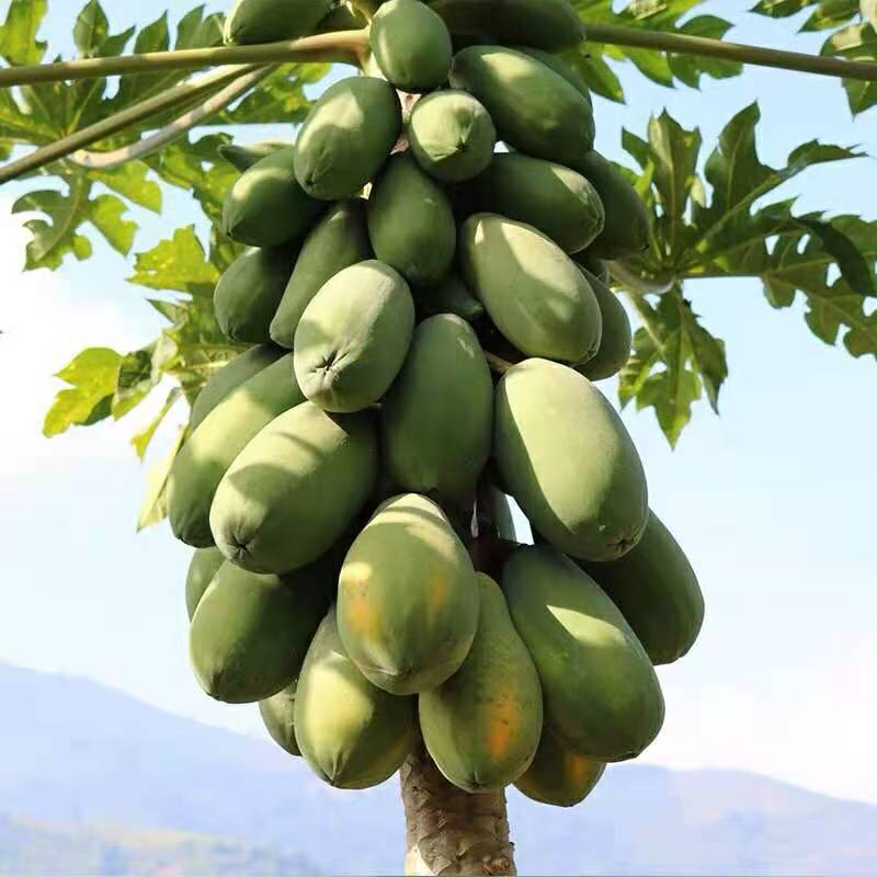 新鲜红心木瓜10斤装当季热带水果青木瓜树上熟