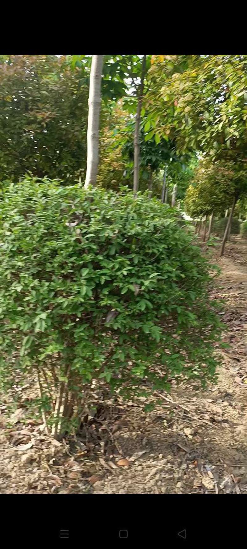 1米水蜡球