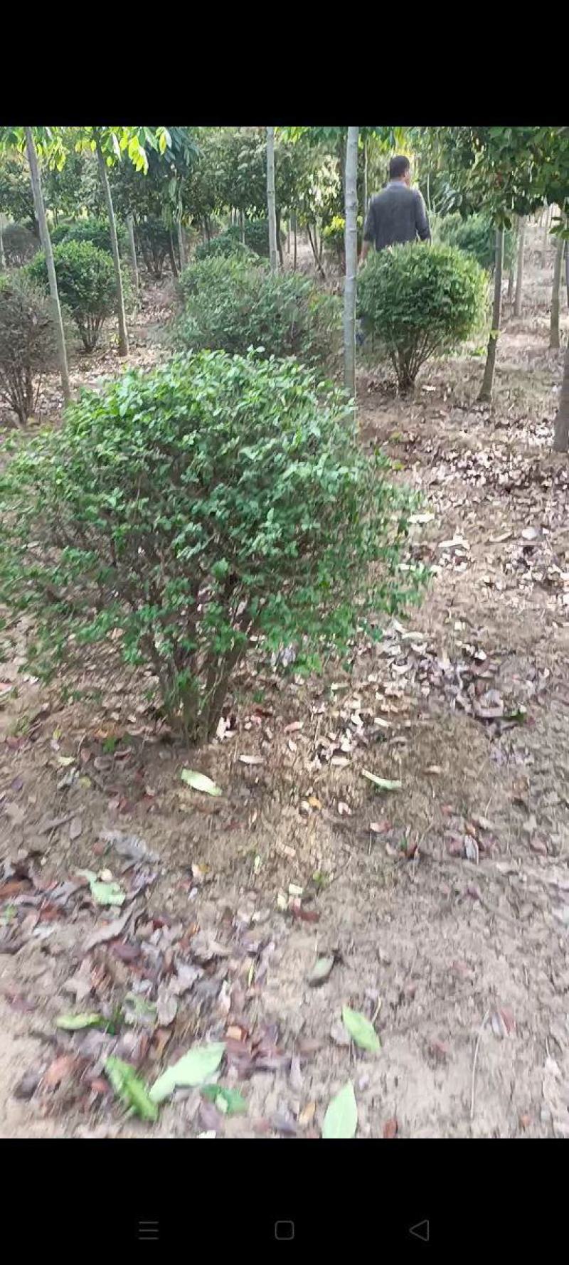 1米水蜡球