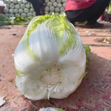 精品大白菜大量上市产地直供货源充足欢迎咨询采购