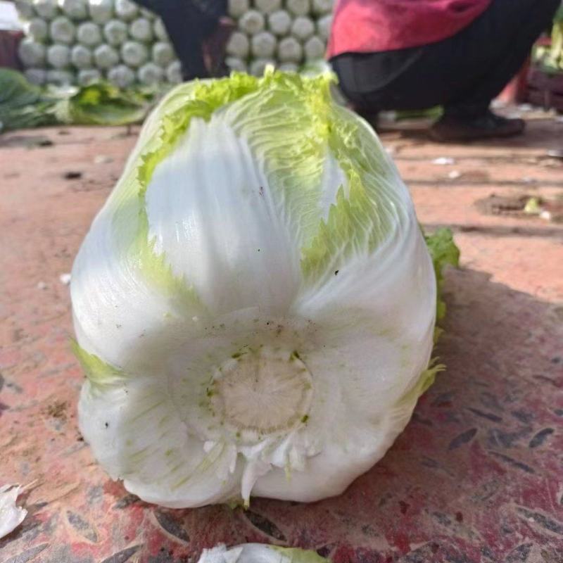 精品大白菜大量上市产地直供货源充足欢迎咨询采购
