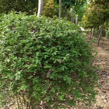 1米水蜡球