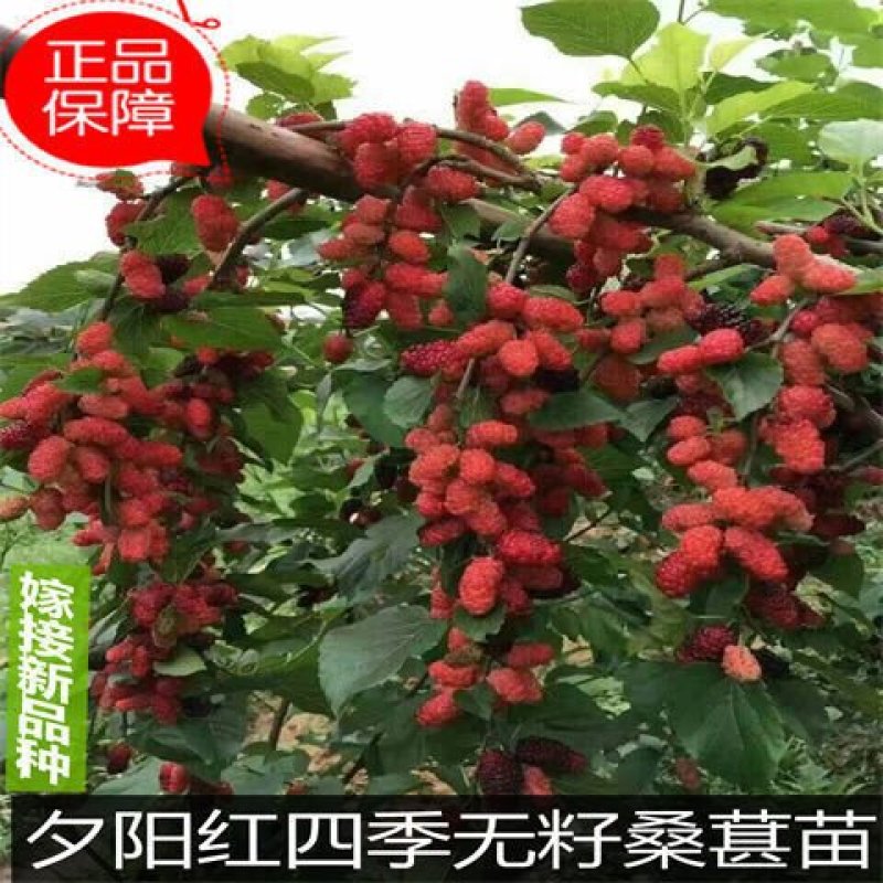 桑葚苗嫁接苗大十果桑长果桑树苗桑果苗盆栽地栽当年结果树