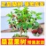 桑葚苗嫁接苗大十果桑长果桑树苗桑果苗盆栽地栽当年结果树