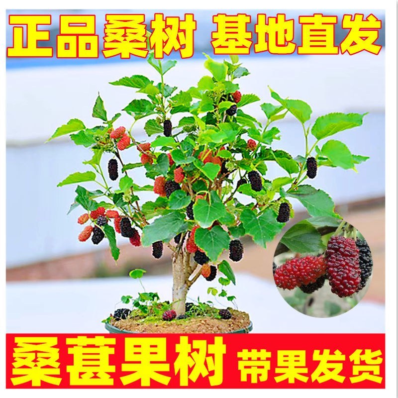 桑葚苗嫁接苗大十果桑长果桑树苗桑果苗盆栽地栽当年结果树