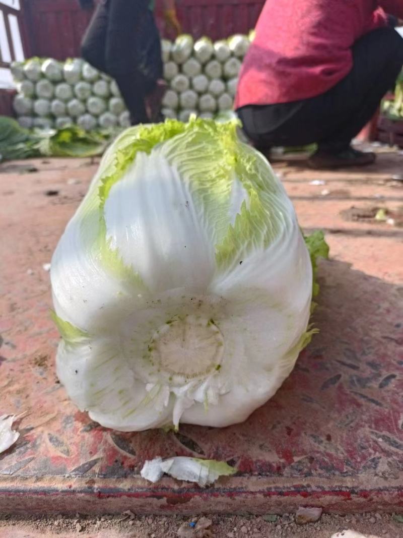 精品大白菜大量上市产地直供货源充足欢迎咨询采购