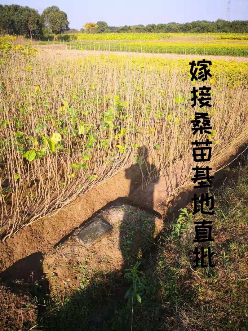 桑葚苗嫁接苗大十果桑长果桑树苗桑果苗盆栽地栽当年结果树
