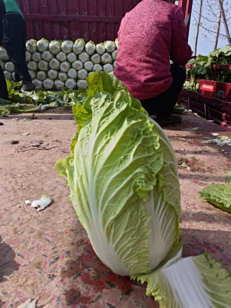 精品大白菜大量上市产地直供货源充足欢迎咨询采购