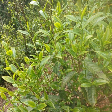 生态茶
