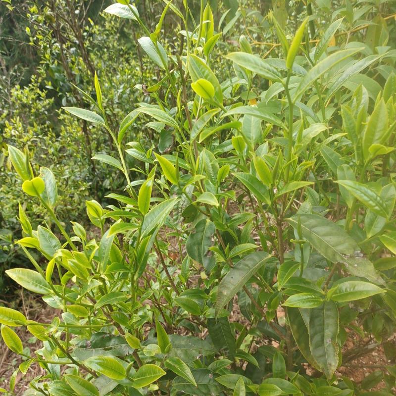 生态茶