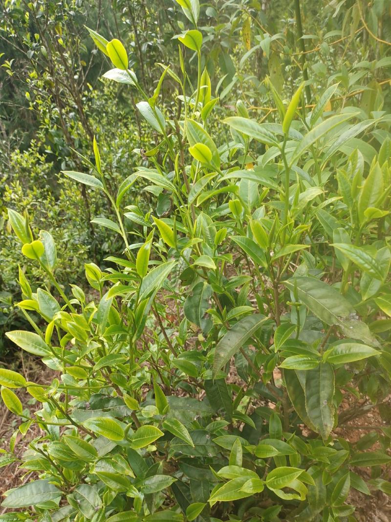 生态茶
