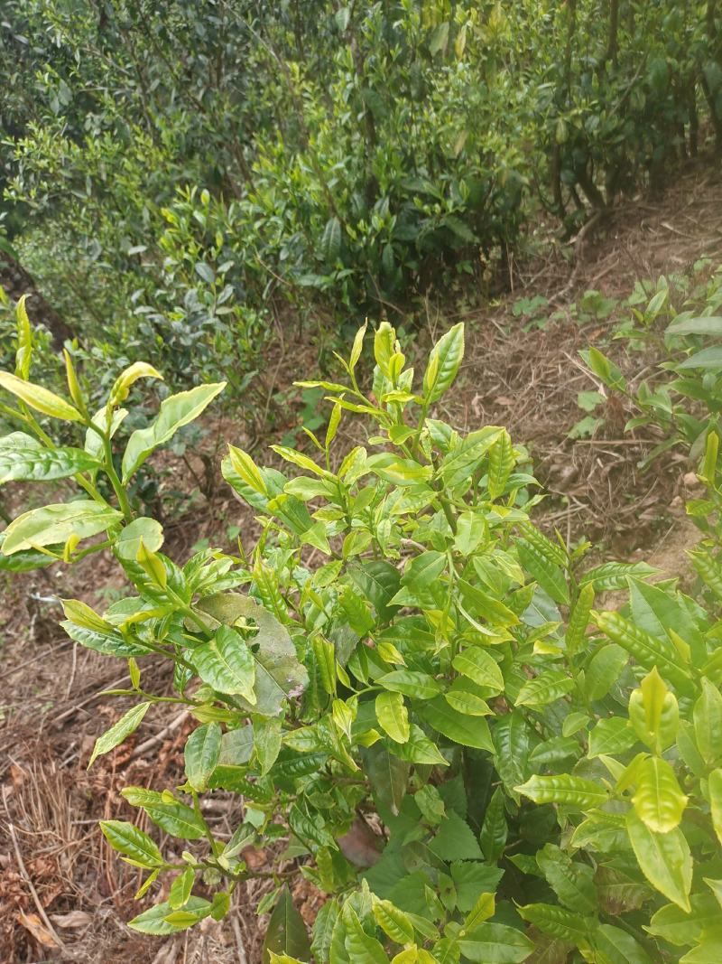 生态茶