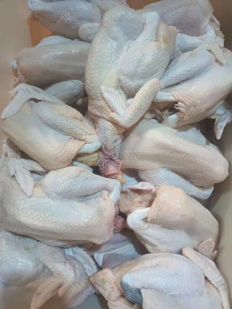 长期供应多品种白条鸡