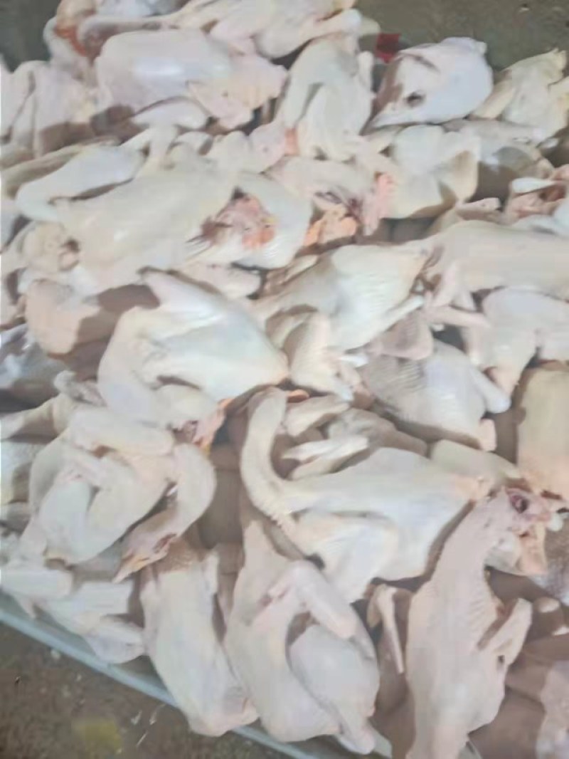 长期供应多品种白条鸡