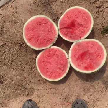 精品麒麟无籽西瓜产地直供品质保证欢迎选购