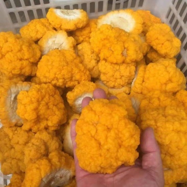 金耳销售，免费提供种植技术，采用云南野生菌为菌种。