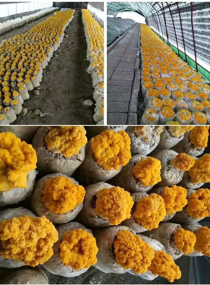 金耳销售，免费提供种植技术，采用云南野生菌为菌种。