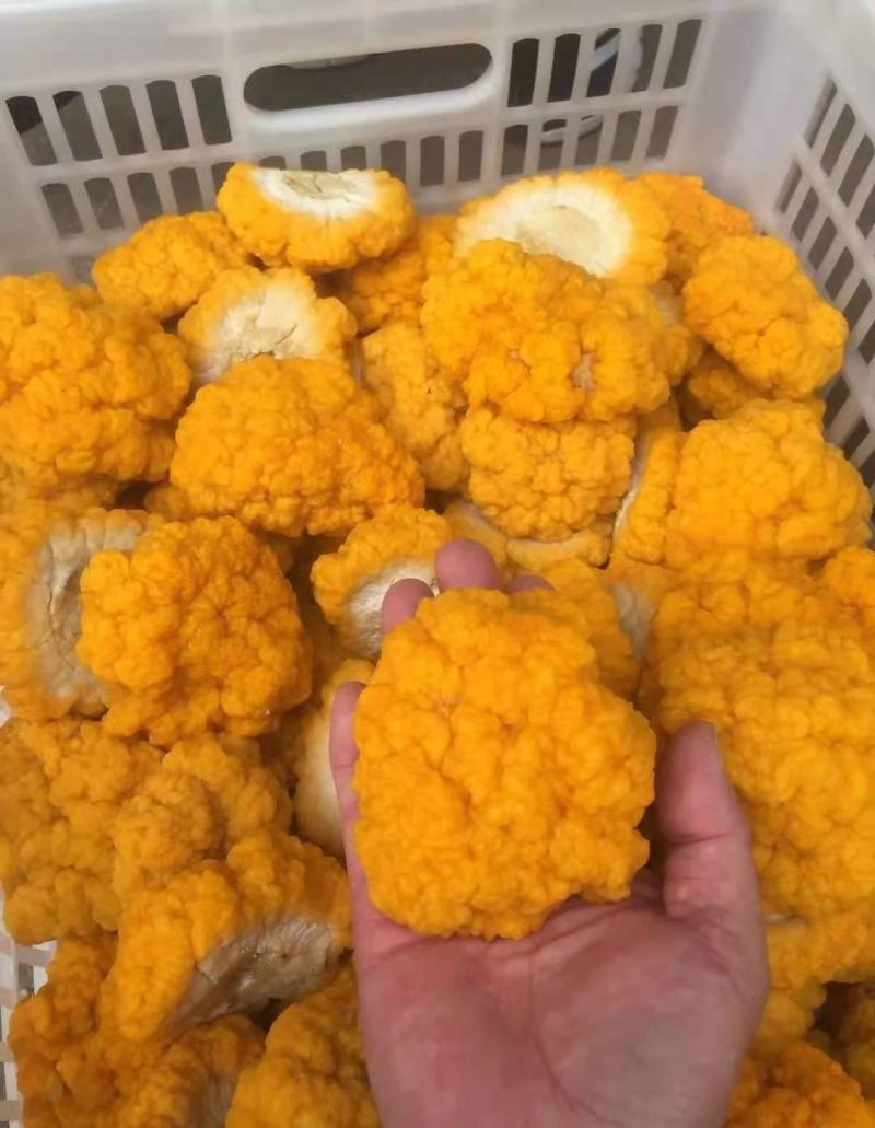 金耳销售，免费提供种植技术，采用云南野生菌为菌种。