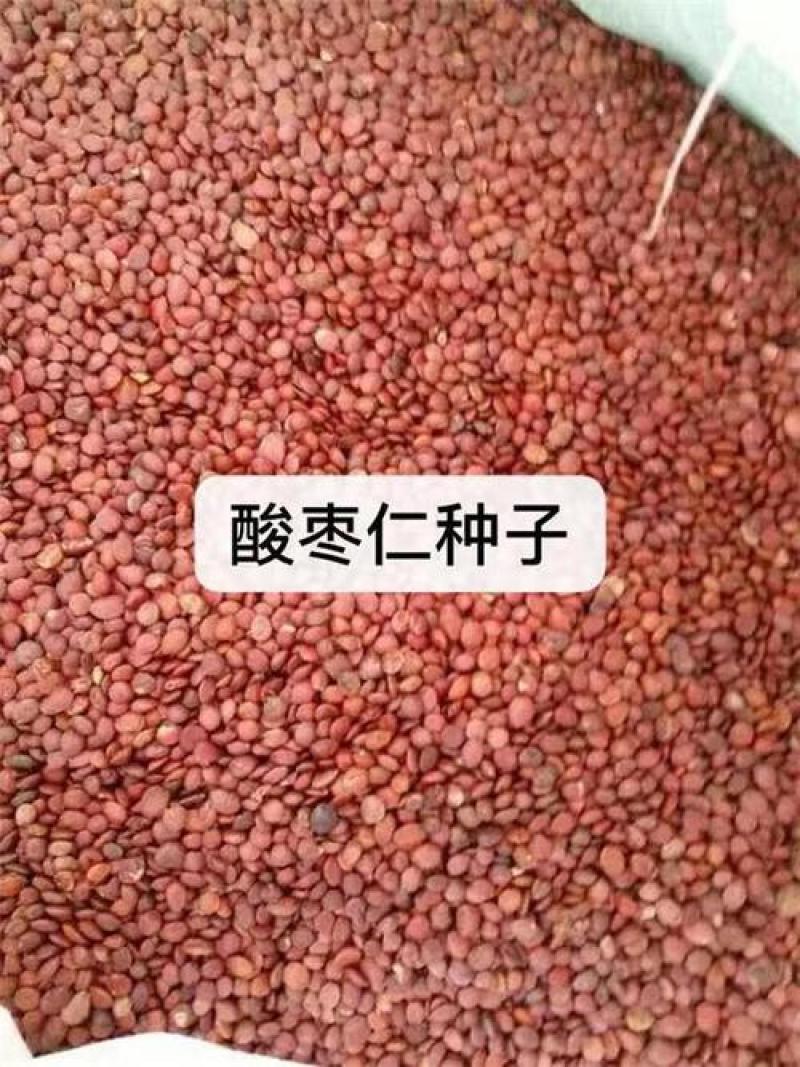 山东优质酸枣仁种苗，药用酸枣仁基地直供现挖现发