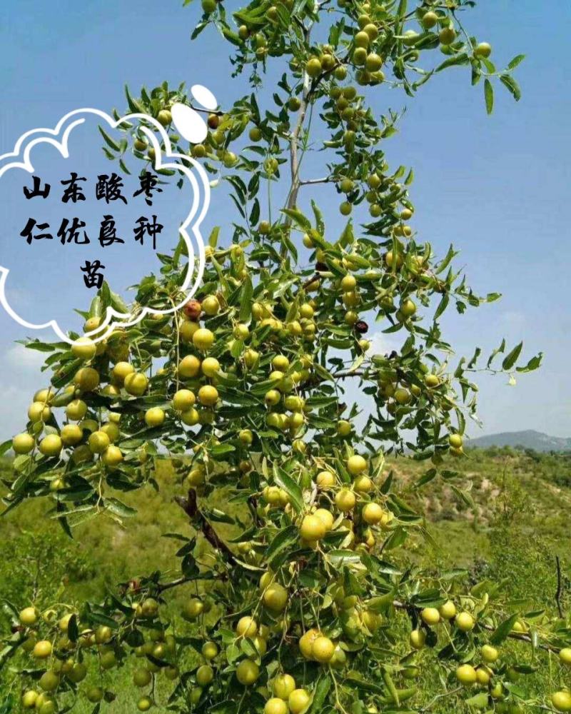 山东优质酸枣仁种苗，药用酸枣仁基地直供现挖现发