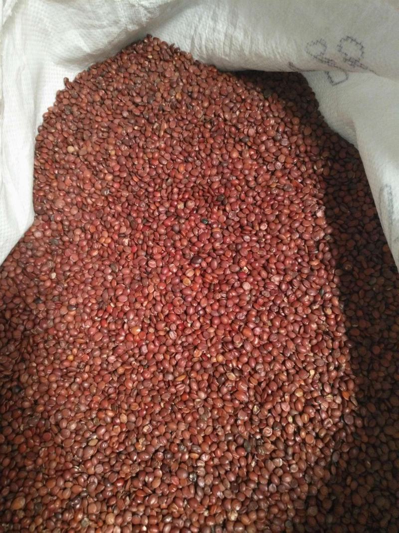 山东优质酸枣仁种苗，药用酸枣仁基地直供现挖现发
