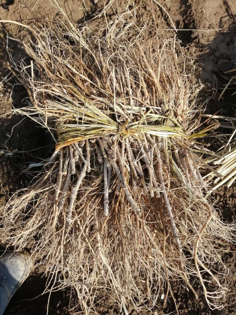 刺嫩芽苗提供种植技术指导芽苗也有刺嫩芽种子价格合理