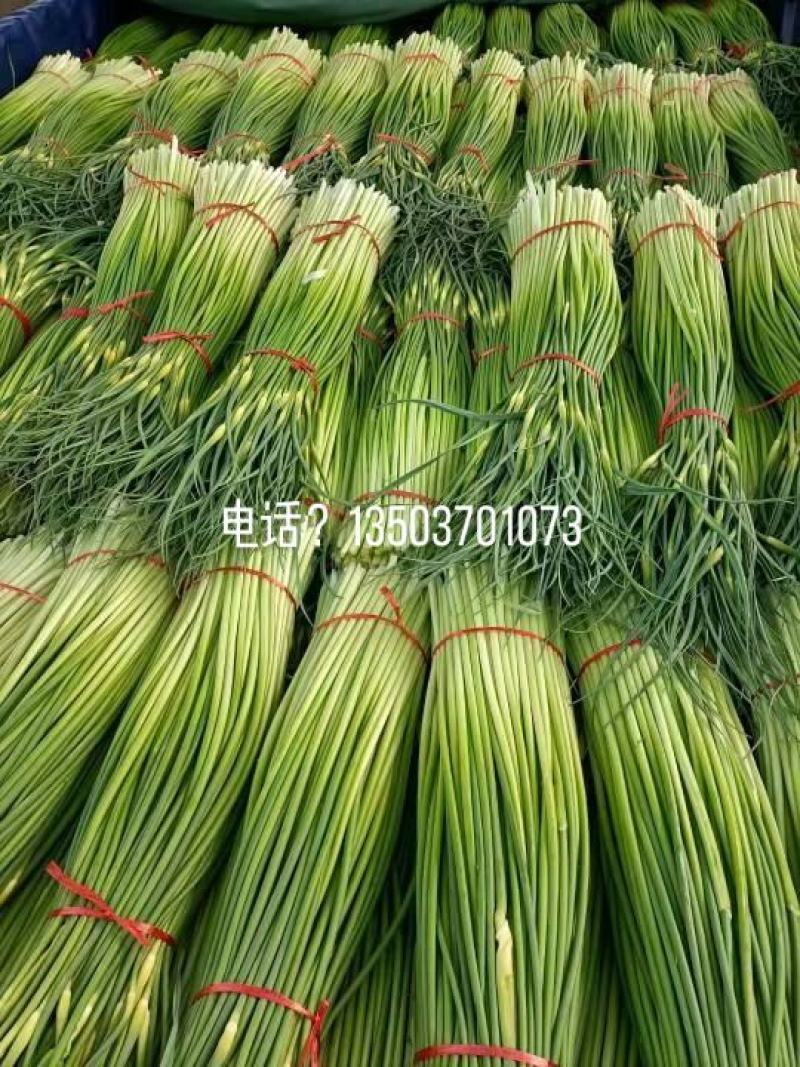 【优选】白帽蒜苔，大量有货，欢迎采购，支持，代收，代发