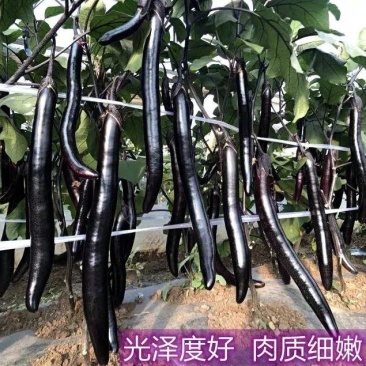 黑美人1号细长线茄子种子，早熟长棒形，皮黑紫，淡绿肉