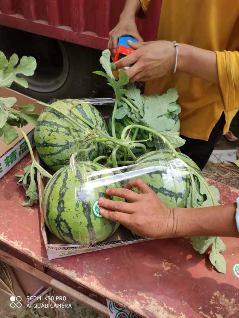 精品麒麟无籽西瓜产地直供品质保证欢迎选购