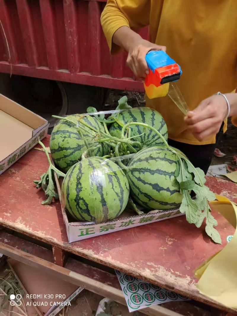 精品麒麟无籽西瓜产地直供品质保证欢迎选购