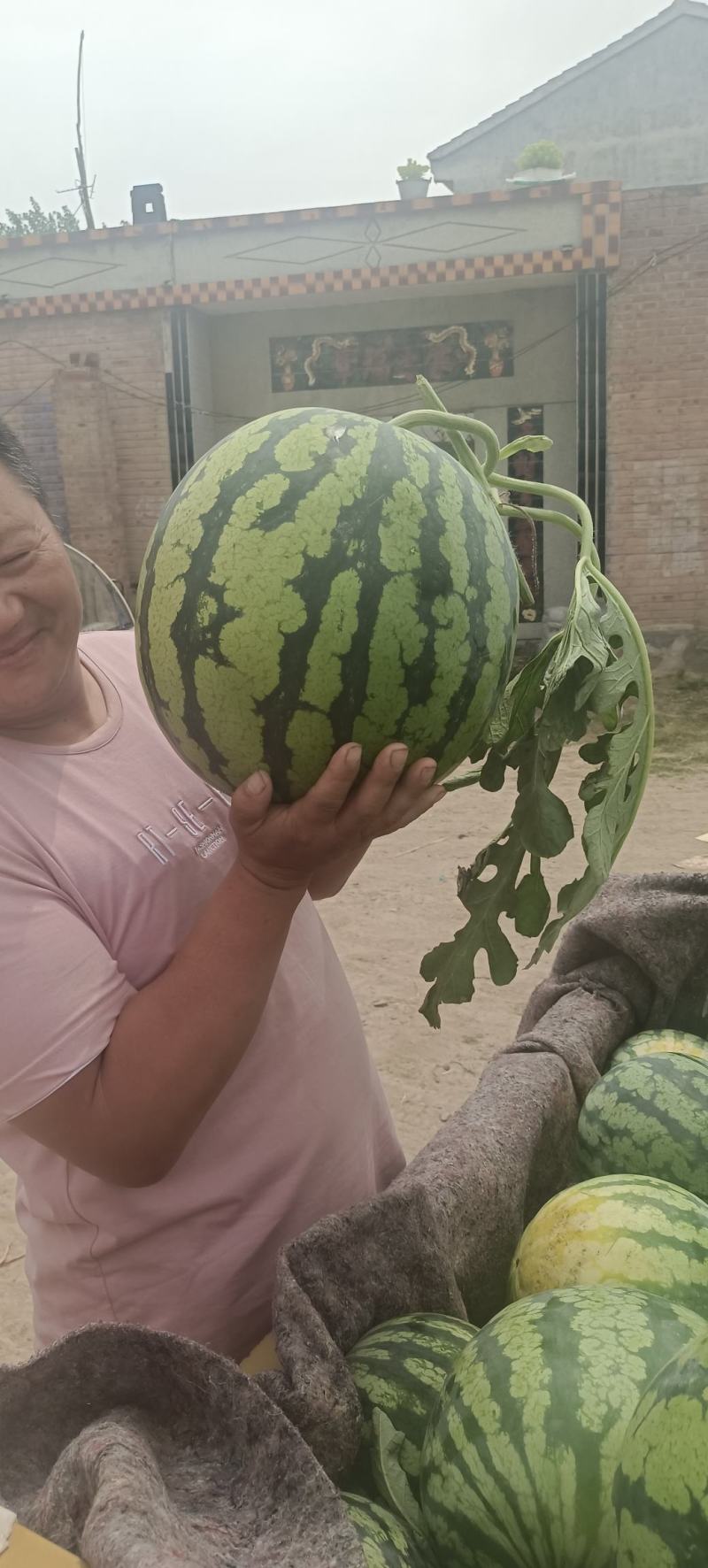 精品麒麟无籽西瓜产地直供品质保证欢迎选购