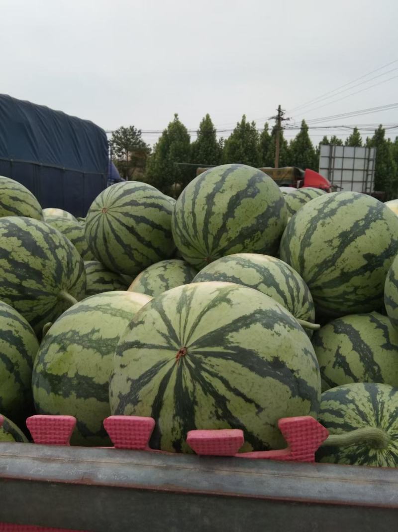 精品麒麟无籽西瓜产地直供品质保证欢迎选购